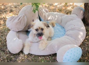 Welpe TOFFIE - wenn ich groß bin möchte ich ein richtiger Familienhund sein!