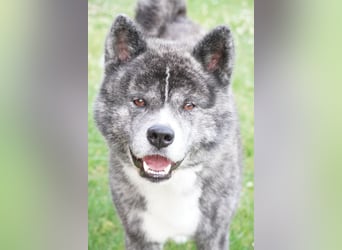 Akita Inu Welpen | A-Wurf | Japan Akita | Ahnentafel | VDH 