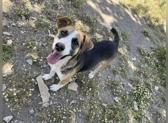 Hundeherz  sucht Familienglück 