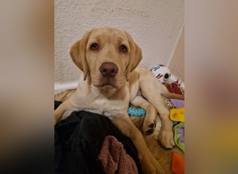 Labrador Welpe (Hündin) sucht ihr Traumzuhause