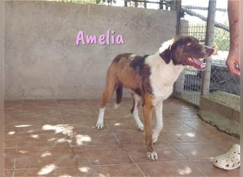 Amelia 08/2018 (ESP) - bezaubernde, ausgeglichene und soziale Hütehund-Mix Hündin!
