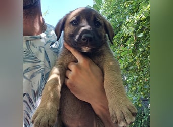 Rudi - sucht noch sein Körbchen