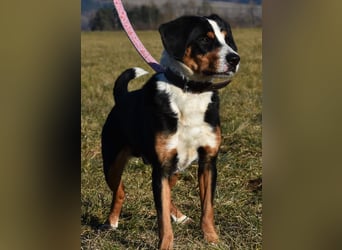 "Lucky", männlich, Appenzeller Sennenhundmix, geb. 04.06.2020, ca. 48 cm