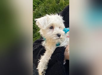 Weiße Zwergschnauzer Welpen nicht haarend reinrassig