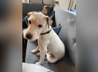 Rüde Schwarz weiß Parson Russell Terrier Welpen Bild und Video neu