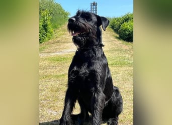 Riesenschnauzer schwarz Welpen des A-Wurf am 3.7.25 erwartete