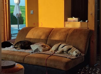 Babette, Mix Podengo / Terrier, lieb und verträglich