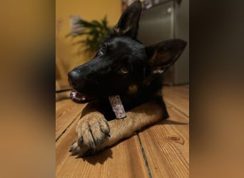 6 Monate alte Schäferhündin sucht erfahrenen Halter