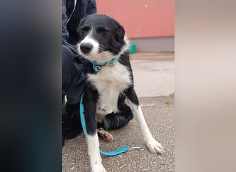 Rihanna mittelgroße Border Collie Mischlingshündin Mischling Junghund Hündin sucht Zuhause oder PS