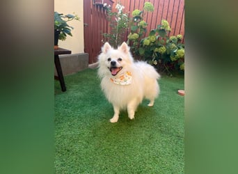 Merlin SR – Fröhlicher Spitz-Rüde sucht neues Zuhause