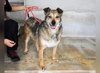 Maikin - Schnuffel schnuffel Körbchensuche
