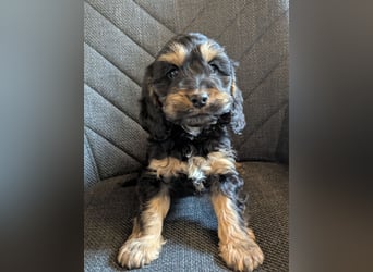 Cockapoo Welpen