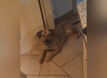 Holly Dackel Mischling Hündin Junghund sucht Zuhause für immer