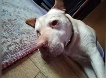 Chester muss unverschuldet sein Zuhause verlassen