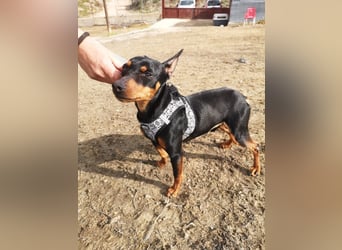 Murphy, möchte endlich ein Zuhause