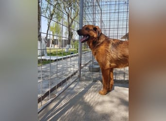 Red, ein Angsthund sucht seine Seelenmennschen