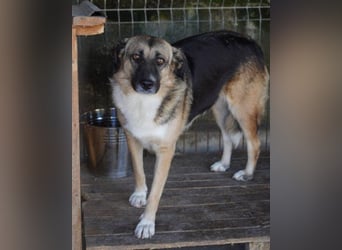 KORA❤️sanfte Seele sucht sehnsüchtig ein liebevolles Zuhause & Geborgenheit