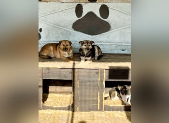 Bella(2), sehr lieb aber noch schüchtern