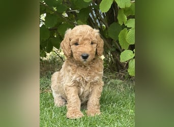 Aussiedoodle / Aussiepoo  F1b