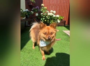 Tobi2 SR – unkomplizierter Sonnenschein sucht neues Glück