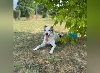 Fortunato