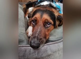 ❤️OLAF❤️ Bereits auf Pflegestelle in Deutschland