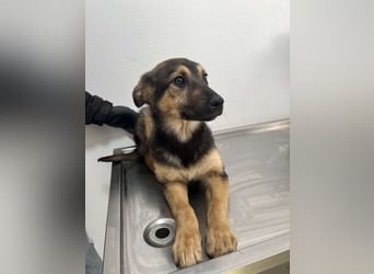 Dringend Pflegestellen gesucht