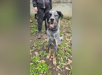 Silver von kettenlos