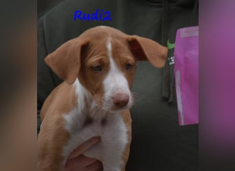 Rudi2 geb. 03/2025 (ESP) - sportlicher Podenco Ibicenco Welpe!