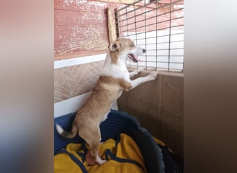 Jack: er geht im Tierheim unter