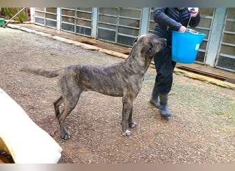 liebenswürdiger Bark sucht sein Zuhause