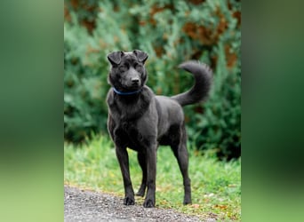 Freundlicher Familienrüde Persik❤️sucht ein liebevolles Zuhause