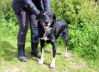 Tiago  - Schäferhund-Mix, lieb und verträglich