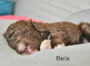 Lagotto Romagnolo Welpen mit LRWD e.V./ VDH Papieren