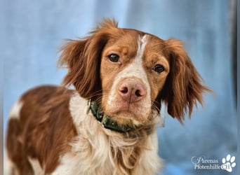 Cristobal ist sportlich und intelligent, ideal für aktive Menschen