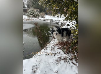 Polski Owczarek Nizinny - Polnischer Niederungs Hütehund -  PON