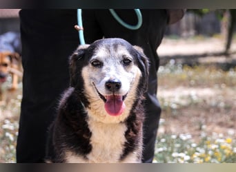 Mika, Mix Schäferhund / Berner Senne , lieb und verträglich