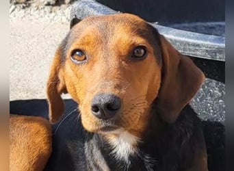 Zoey ❤️ schmusige, liebe, soziale Bracke-Mix-Hündin!