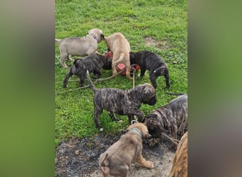 Cane corso mastiff mix 