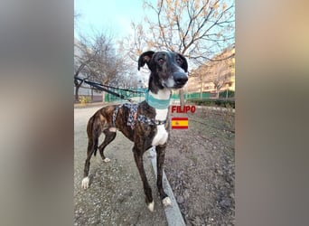 Filipo,geb.06/22,entspannter,unkomplizierter Galgo sucht seine Familie