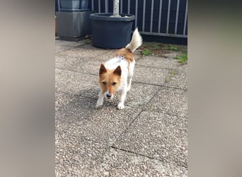Blinki, sehr lieber und neugieriger Jack Russell-Mix, geb. 01/2023