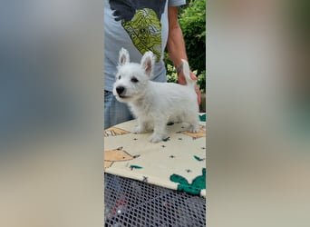 West Highland White Terrier FCI Junge Welpen