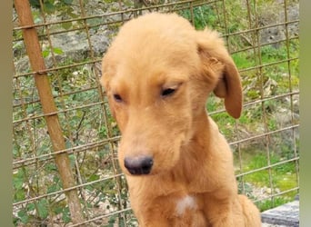 Kimbo ❤️ verspielter Labi-Bracke-Mix Bub