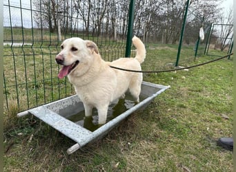 Fibi, geboren 01.06.2021, 50cm sucht ihr Körbchen