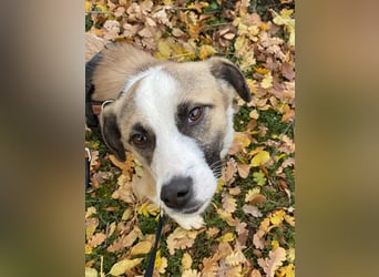 fröhlicher Tierschutzrüde, Freddie, 11kg sucht Zuhause