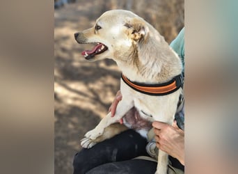 Olandesina: verschmuster Anfängerhund