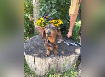 Piper, ein fröhliches Hundekind