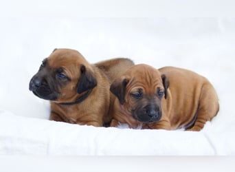 wunderschöne Rhodesian Ridgeback Welpen ! ! ! absolut vitale und einwandfreie kleine Engel