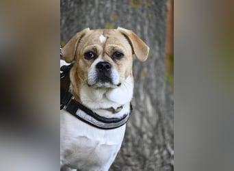 Samu SI – Unsicherer Jungspund sucht erfahrene Hände
