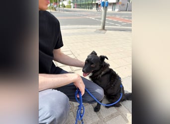 Freundlicher ELVIS möchte dich um seine hübschen Pfoten wickeln